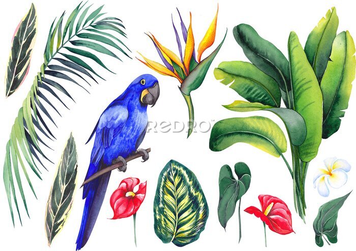 Papier peint  Set with hyacinth blue Macaw, banana leaves, calathea, palm branch, strelitzia, plumeria and red flamingo flowers. Watercolor on white background. Isolated elements for design.