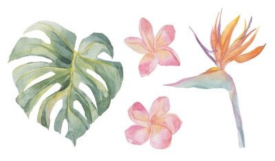 Papier peint  Set with tropical exotic plants. Watercolor colorful flowers. Strelitzia, plumeria, monstera. Object isolated on white background. Set for textile, wrapping paper, backgrounds.