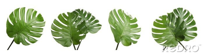 Papier peint  Set with tropical Monstera leaves on white background. Banner design