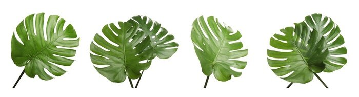Papier peint  Set with tropical Monstera leaves on white background. Banner design