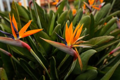 Papier peint  Shallow depth of field (selective focus) details with Strelitzia reginae, commonly known as the crane flower, bird of paradise, on the French riviera during a sunny spring day.