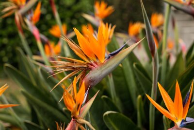 Papier peint  Shallow depth of field (selective focus) details with Strelitzia reginae, commonly known as the crane flower, bird of paradise, on the French riviera during a sunny spring day.