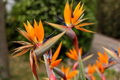 Papier peint  Shallow depth of field (selective focus) details with Strelitzia reginae, commonly known as the crane flower, bird of paradise, on the French riviera during a sunny spring day.