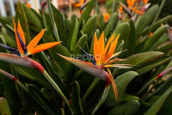Papier peint  Shallow depth of field (selective focus) details with Strelitzia reginae, commonly known as the crane flower, bird of paradise, on the French riviera during a sunny spring day.