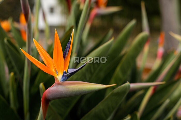 Papier peint  Shallow depth of field (selective focus) details with Strelitzia reginae, commonly known as the crane flower, bird of paradise, on the French riviera during a sunny spring day.