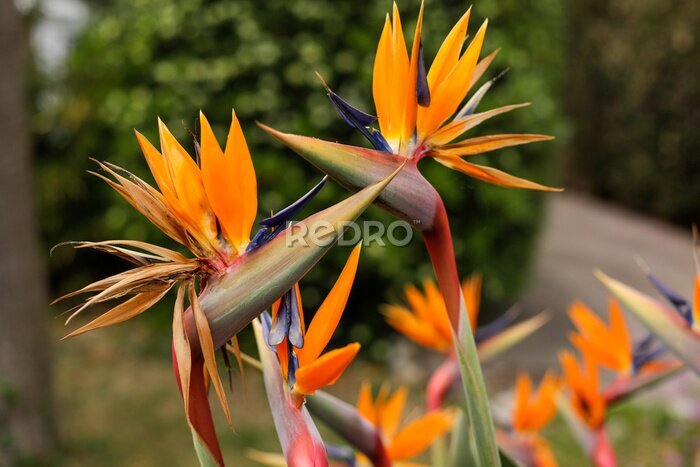 Papier peint  Shallow depth of field (selective focus) details with Strelitzia reginae, commonly known as the crane flower, bird of paradise, on the French riviera during a sunny spring day.
