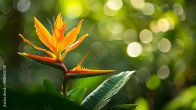 Papier peint  Shallow focus of Flor Ave del Paraiso flower in the garden