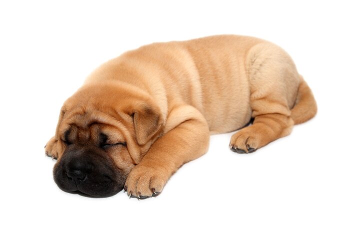 Papier peint  Shar pei endormi