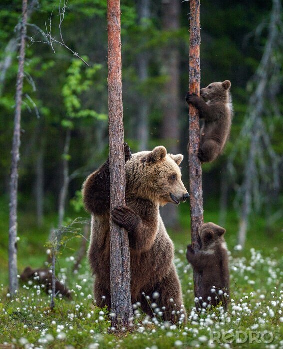 Papier peint  She-bear and cubs. Brown bear cubs climbs a tree. Natural habitat. In Summer forest. Sceintific name: Ursus arctos.