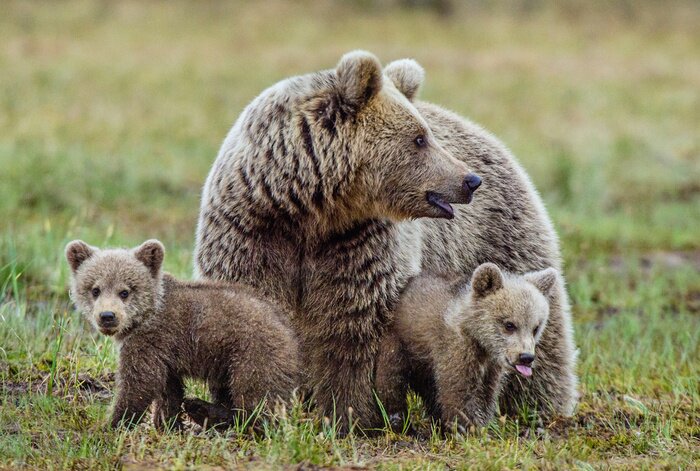 Papier peint  She-Bear et Cubs d'ours brun sur le marais dans la forêt de l'été. Fond vert naturel