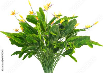 Papier peint  Side view of Strelitzia reginae - Crane Flower - Bird of Paradise