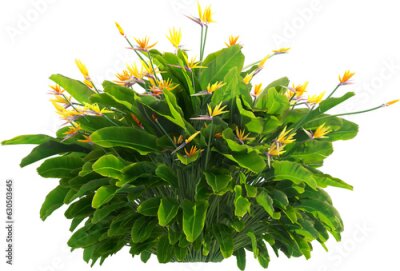 Papier peint  Side view of Strelitzia reginae - Crane Flower - Bird of Paradise