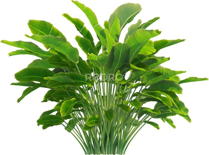 Papier peint  Side view of Strelitzia reginae - Crane Flower - Bird of Paradise