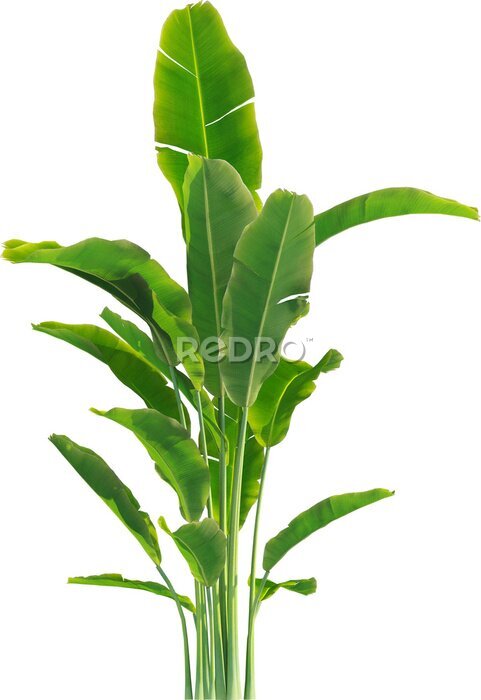 Papier peint  Side view of Strelitzia reginae - Crane Flower - Bird of Paradise