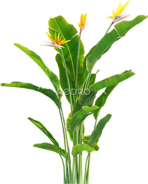 Papier peint  Side view of Strelitzia reginae - Crane Flower - Bird of Paradise