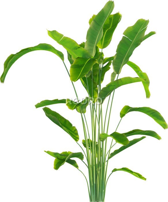 Papier peint  Side view of Strelitzia reginae - Crane Flower - Bird of Paradise