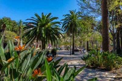 Papier peint  Sidewalk on the Paseo del Parque in Malaga, Spain with palm trees and Strelitzia flowers