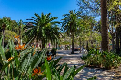 Papier peint  Sidewalk on the Paseo del Parque in Malaga, Spain with palm trees and Strelitzia flowers