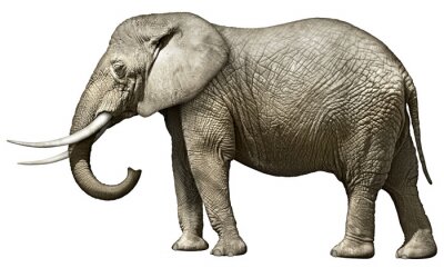 Papier peint  Silhouette d'éléphant africain