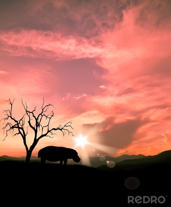 Papier peint  Silhouette d'hippopotame