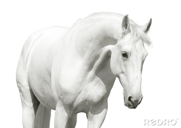 Papier peint  Silhouette d'un cheval blanc
