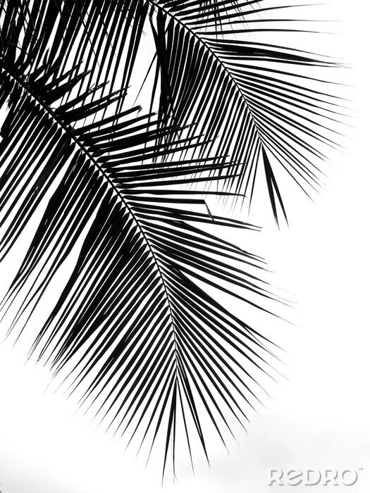 Papier peint  Silhouette d'une feuille tropicale
