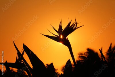 Papier peint  Silhouette d'une fleur de Strelitzia au lever du soleil