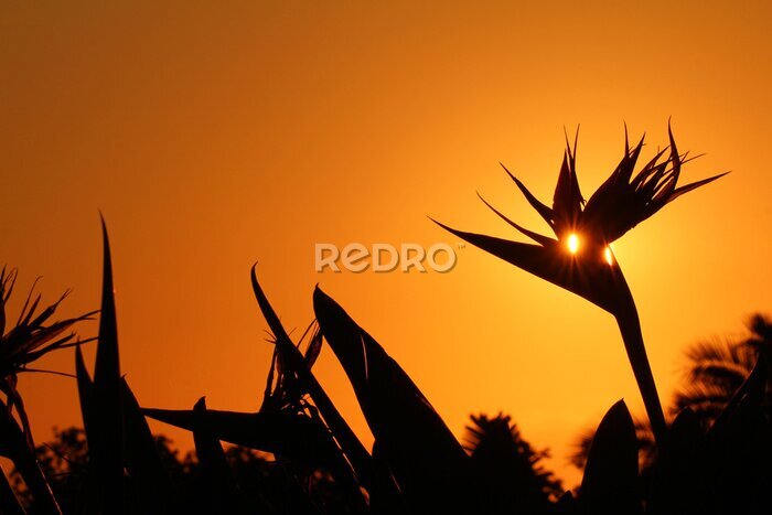 Papier peint  Silhouette d'une fleur de Strelitzia au lever du soleil