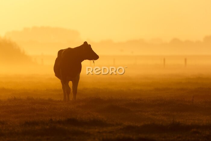 Papier peint  Silhouette d'une vache dans un champ brumeux