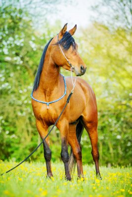 Silhouette de cheval arabe