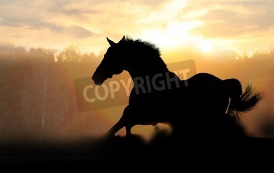 Papier peint  Silhouette de cheval au coucher du soleil