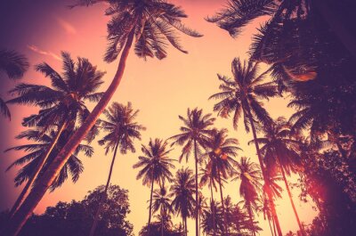 Silhouette de palmiers contre le ciel