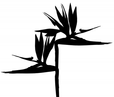 Papier peint  silhouette de strelitzia 