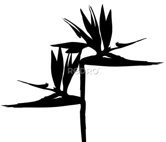 Papier peint  silhouette de strelitzia 