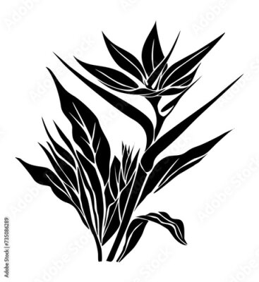Papier peint  Silhouette of Strelitzia, Bird of Paradise flower. Tropic outline floral illustration. Exotic botanical black outline drawing. Vector monochrome design for logo, tattoo, wall art, packaging isolated.