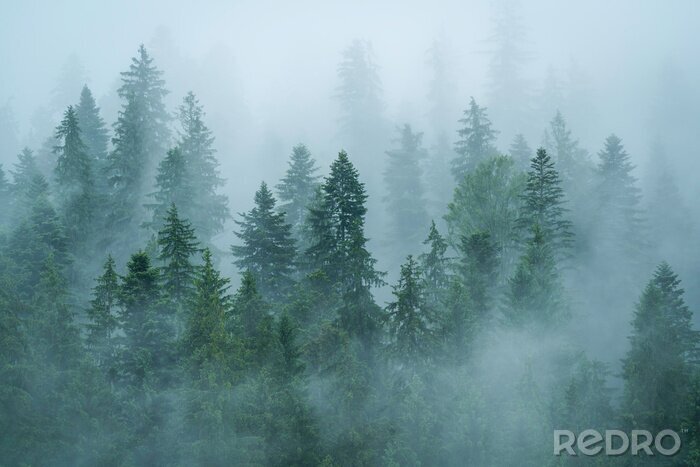 Papier peint  Silhouettes d'arbres dans le brouillard