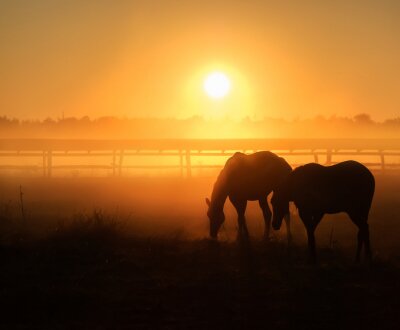 Papier peint  Silhouettes de chevaux au coucher du soleil