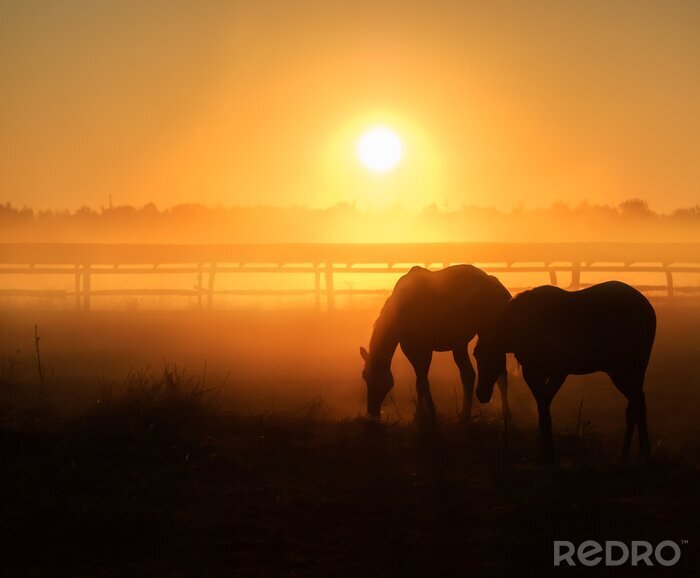 Papier peint  Silhouettes de chevaux au coucher du soleil