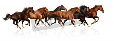 Papier peint  Silhouettes de chevaux sur fond blanc