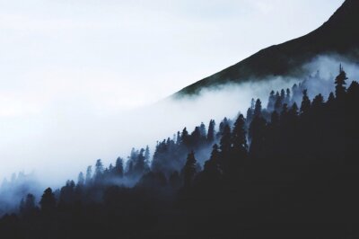 Papier peint  Silhouettes noires d'arbres dans le brouillard
