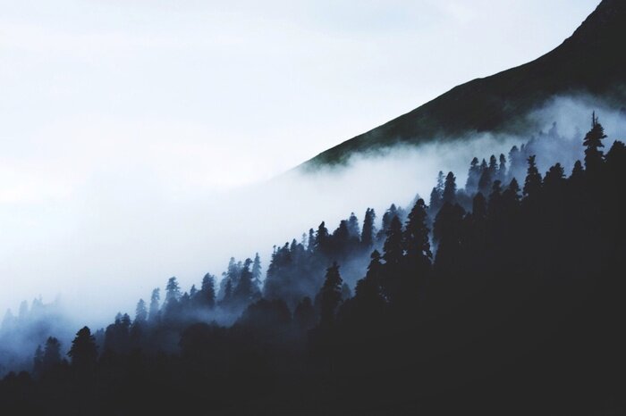 Papier peint  Silhouettes noires d'arbres dans le brouillard