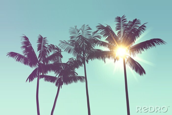 Papier peint  Silhouettes tropicales de palmiers