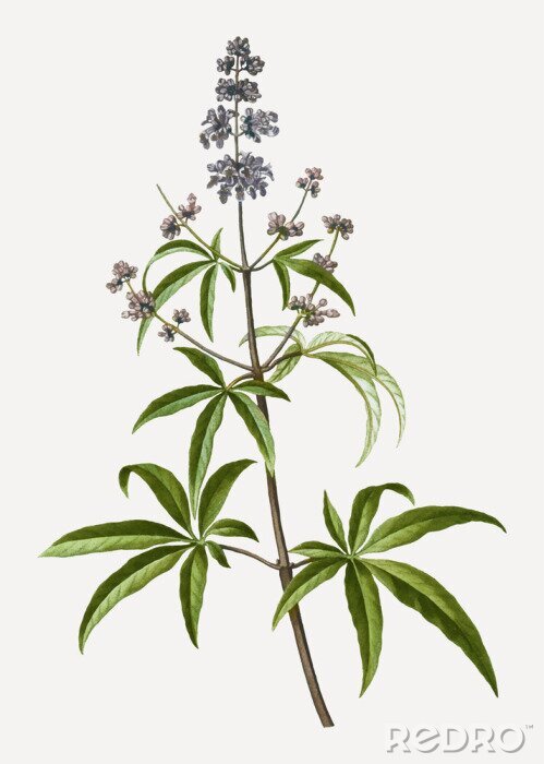 Papier peint  Simple brindille d'herbe de la pampa commune