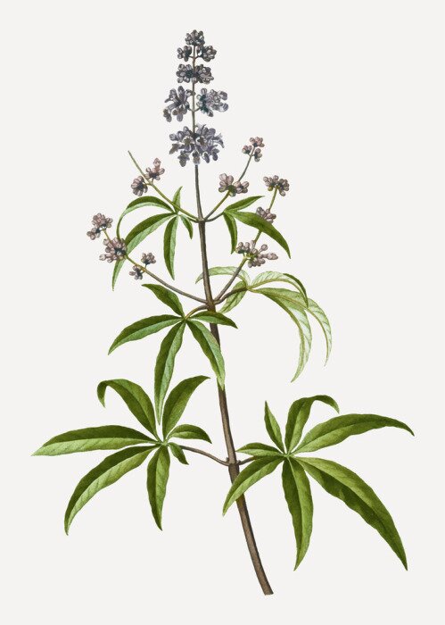 Papier peint  Simple brindille d'herbe de la pampa commune