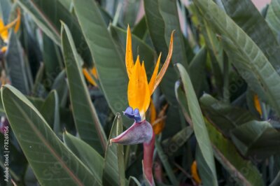 Papier peint  Simple coloré bleu et orange Strelitzia tropicale