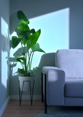 Papier peint  Simple living room interior with a grey sofa, a green strelitzia plant in natural window light in front of a mint green wall and brown wooden laminate flooring with a mint green carpet below the couch