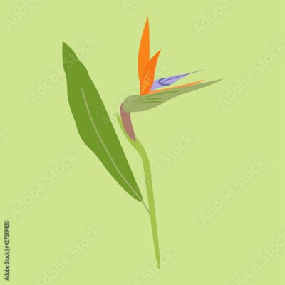 Papier peint  simple vector illustration flower Strelitzia on green background