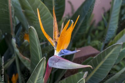 Papier peint  Single colorful blue and orange tropical Strelitzia  