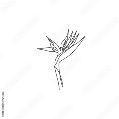 Papier peint  Single continuous line drawing of beauty fresh strelitzia for home wall decor art poster print. Decorative bird of paradise flower for invitation card. Modern one line draw design vector illustration