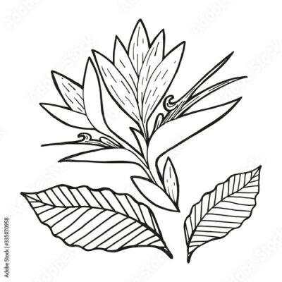 Papier peint  Single hand drawn Strelitzia flower, exotic tropical flower and leaf. In doodle style, black outline isolated on white background. Element for card, social media banner, sticker. Vector illustration